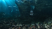aquaman06388.jpg