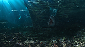 aquaman06396.jpg