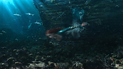 aquaman06408.jpg