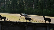 driveangry02868.jpg