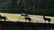 driveangry02869.jpg