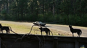 driveangry02870.jpg