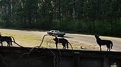 driveangry02872.jpg