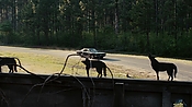 driveangry02874.jpg