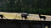 driveangry02877.jpg