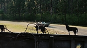 driveangry02878.jpg