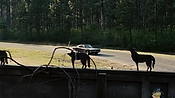 driveangry02879.jpg