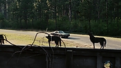 driveangry02880.jpg
