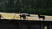 driveangry02881.jpg