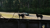 driveangry02882.jpg