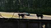 driveangry02883.jpg