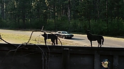 driveangry02884.jpg