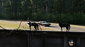 driveangry02885.jpg