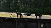 driveangry02886.jpg