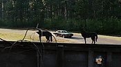 driveangry02887.jpg