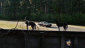 driveangry02888.jpg