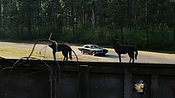 driveangry02889.jpg