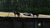 driveangry02890.jpg