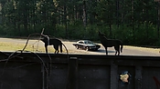 driveangry02891.jpg