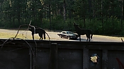 driveangry02893.jpg