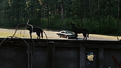 driveangry02894.jpg