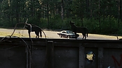driveangry02895.jpg