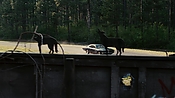 driveangry02896.jpg