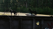 driveangry02897.jpg