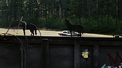 driveangry02898.jpg