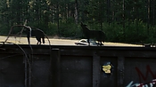 driveangry02899.jpg