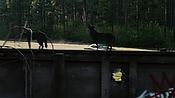 driveangry02900.jpg