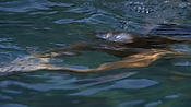 hiddenpalms101_05833.jpg