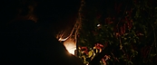 inthefire47065.jpg