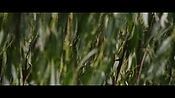 londonfields06316.jpg