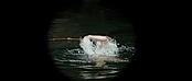 theriverwhy01117.jpg