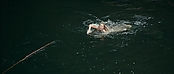 theriverwhy01181.jpg