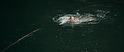 theriverwhy01183.jpg