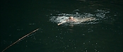 theriverwhy01184.jpg