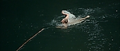 theriverwhy01240.jpg