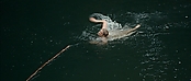 theriverwhy01241.jpg