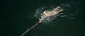theriverwhy01293.jpg
