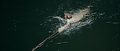 Filename=theriverwhy01309.jpg
Filesize=194KiB
Dimensions=1920x816
Date added=Apr 25, 2021 theriverwhy01309.jpg