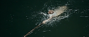 Filename=theriverwhy01310.jpg
Filesize=184KiB
Dimensions=1920x816
Date added=Apr 25, 2021 theriverwhy01310.jpg