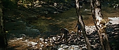 theriverwhy19240.jpg