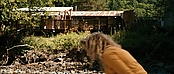 theriverwhy20030.jpg